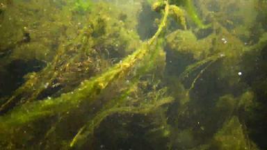 很快流动水溪绿色藻类崩溃小鱼游泳